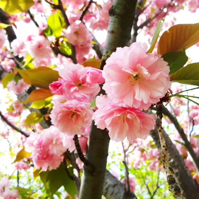 Kirschblüte in Japan